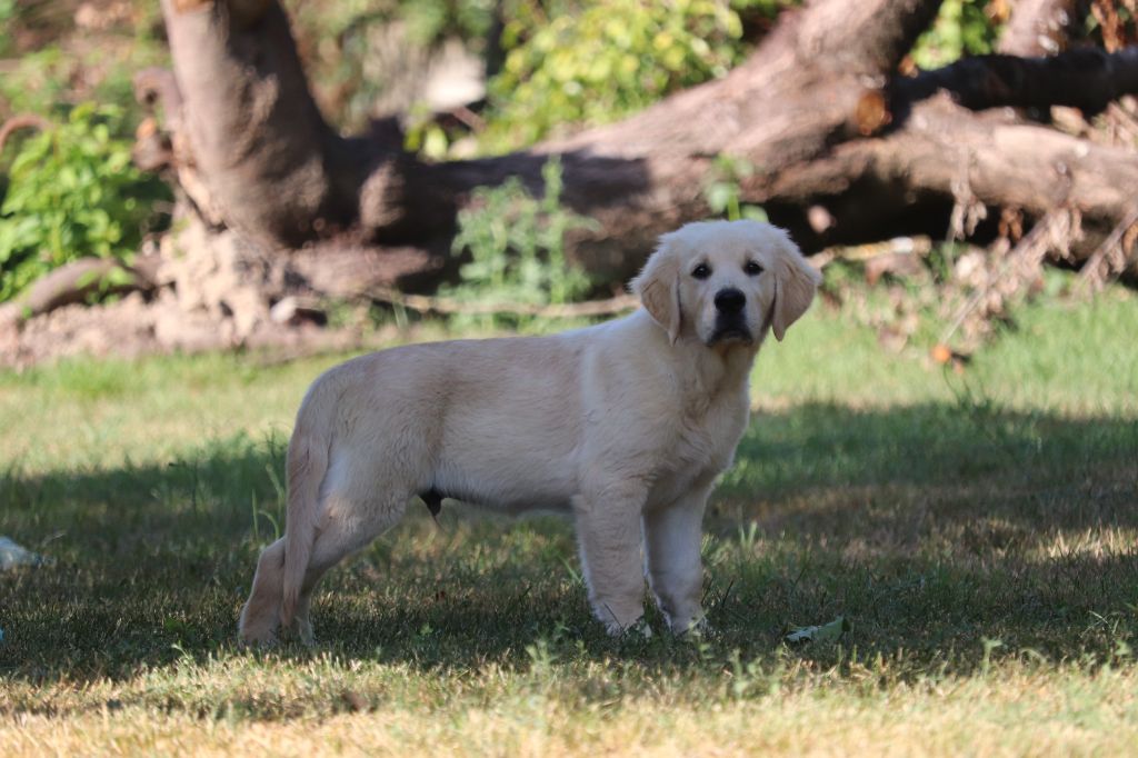 Des Gardiennes De La Vallée Du Cher - Chiots disponibles - Golden Retriever