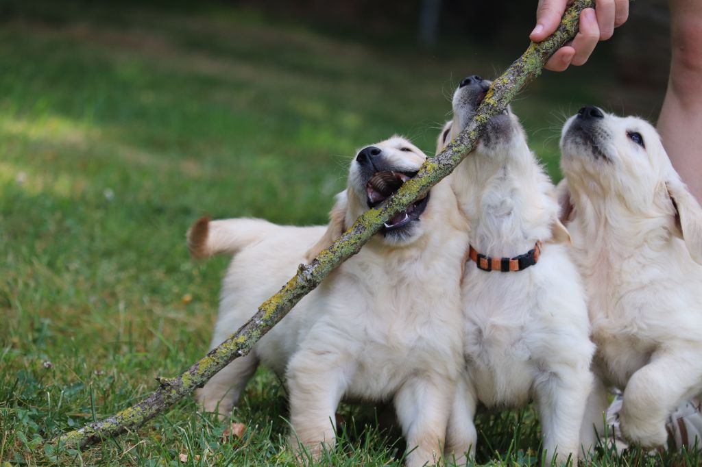 Chiot Golden Retriever Des Gardiennes De La Vallée Du Cher
