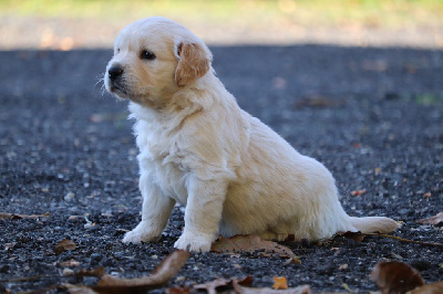 CHIOT 10