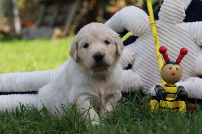 CHIOT 8