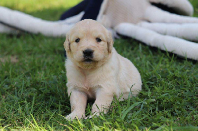 CHIOT 9