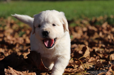 CHIOT 11