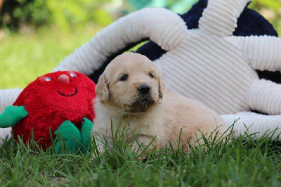 CHIOT 4