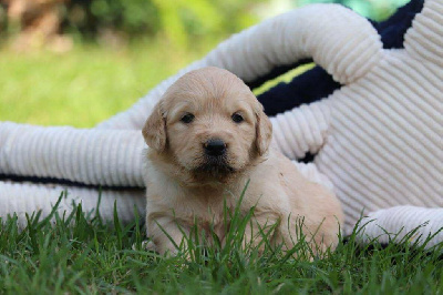 CHIOT 5
