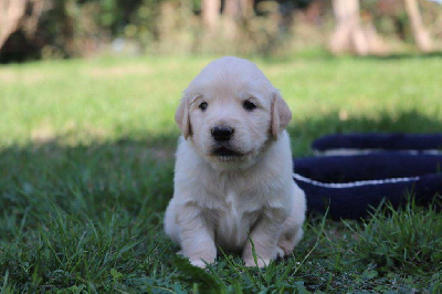 CHIOT 1