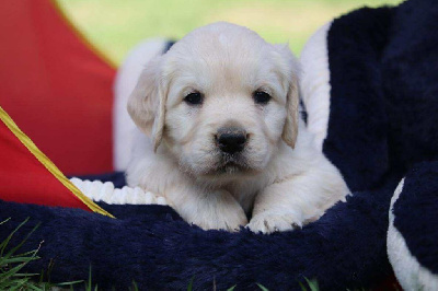CHIOT 3