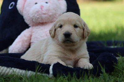 CHIOT 2