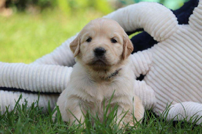 CHIOT 7