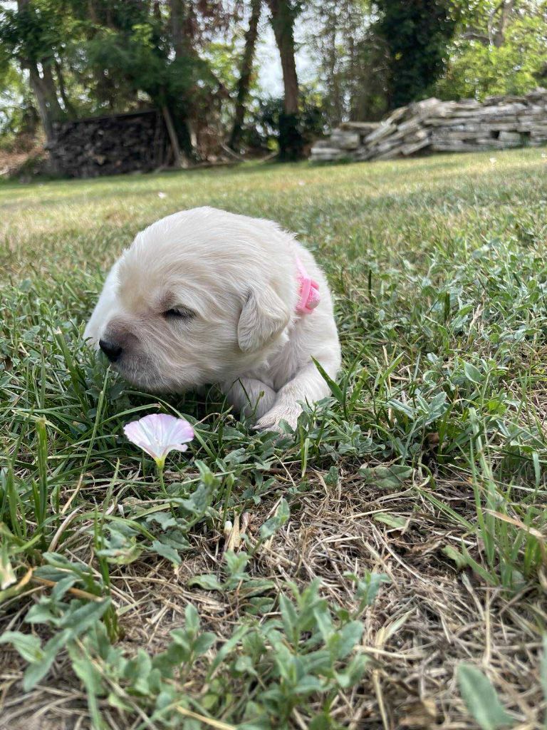 Chiot Golden Retriever Des Gardiennes De La Vallée Du Cher