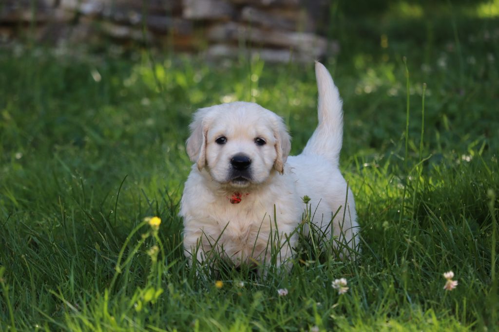 Des Gardiennes De La Vallée Du Cher - Chiots disponibles - Golden Retriever