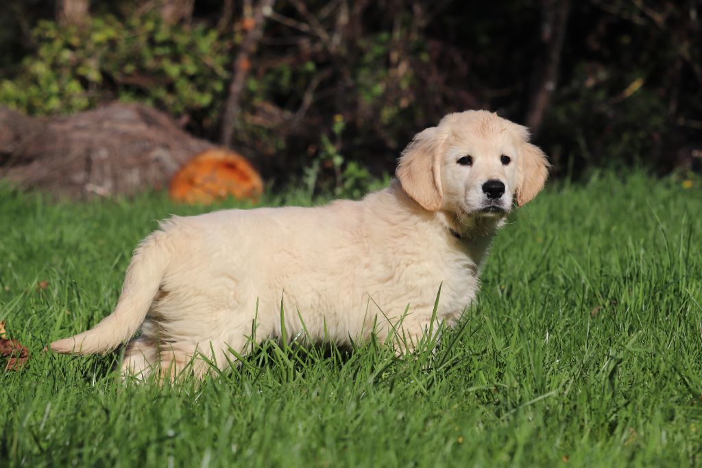 Des Gardiennes De La Vallée Du Cher - Golden Retriever - Portée née le 11/08/2025